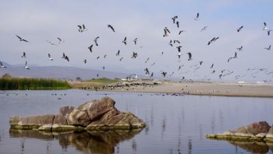 Between Birds and Wetlands